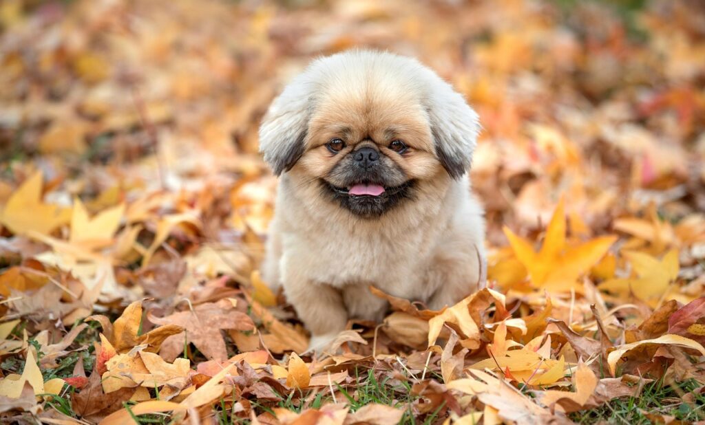 ダイエットサプリは意味ないって本当なの？