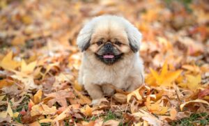 ダイエットサプリは意味ないって本当なの？