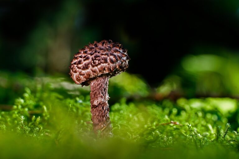 痩せ菌サプリの効果が本当にあるのか徹底検証しましたか？