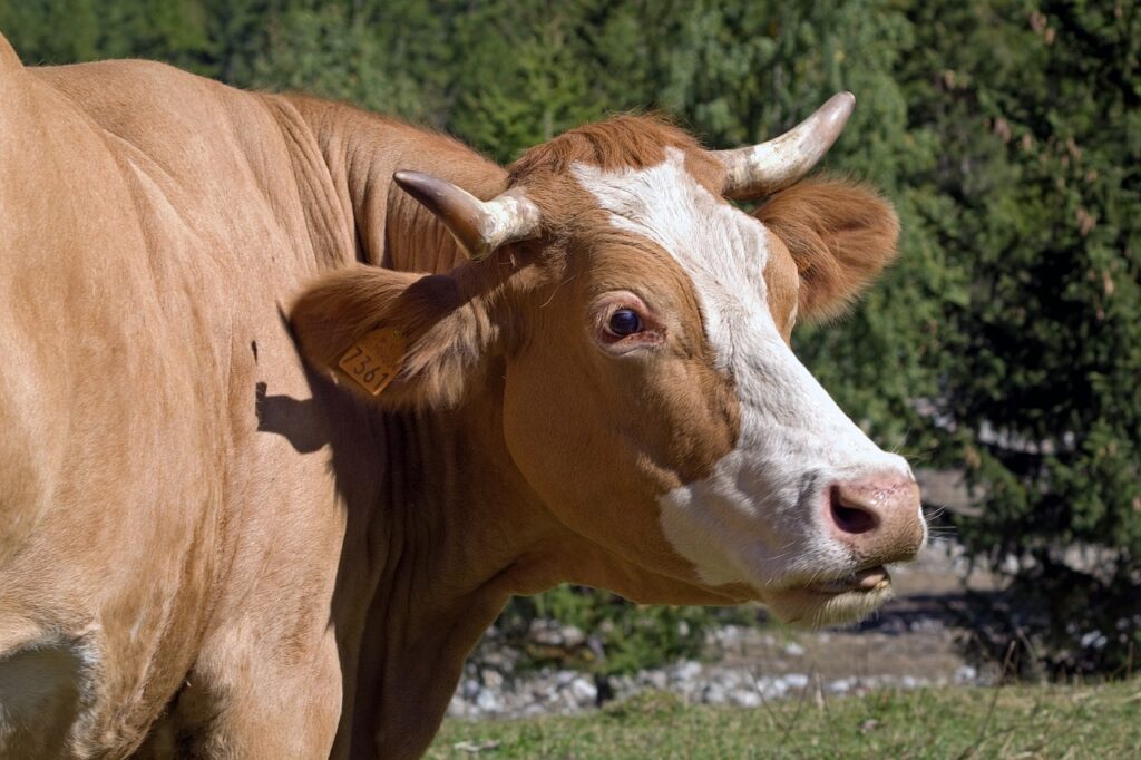 30代女性のお腹引き締めに効果的な葛の花由来イソフラボンサプリの口コミは？