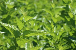 30代女性におすすめの糖質ケア桑の葉サプリの口コミは？